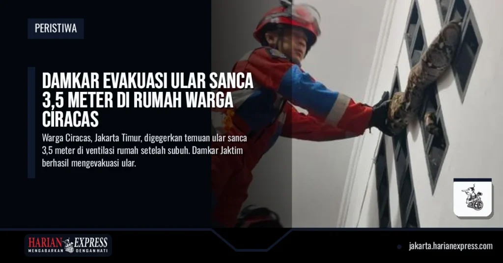 Damkar Evakuasi Ular Sanca 3,5 Meter di Rumah Warga Ciracas