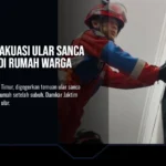 Damkar Evakuasi Ular Sanca 3,5 Meter di Rumah Warga Ciracas