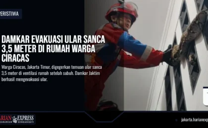 Damkar Evakuasi Ular Sanca 3,5 Meter di Rumah Warga Ciracas
