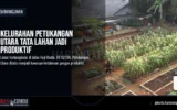 Kelurahan Petukangan Utara Tata Lahan Jadi Produktif