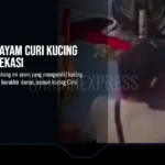 Tukang Mi Ayam Curi Kucing Persia di Bekasi